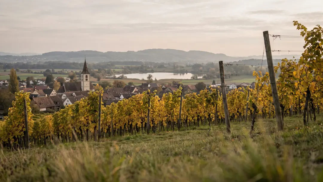 Der Rebberg über dem Dorf, unten der See
